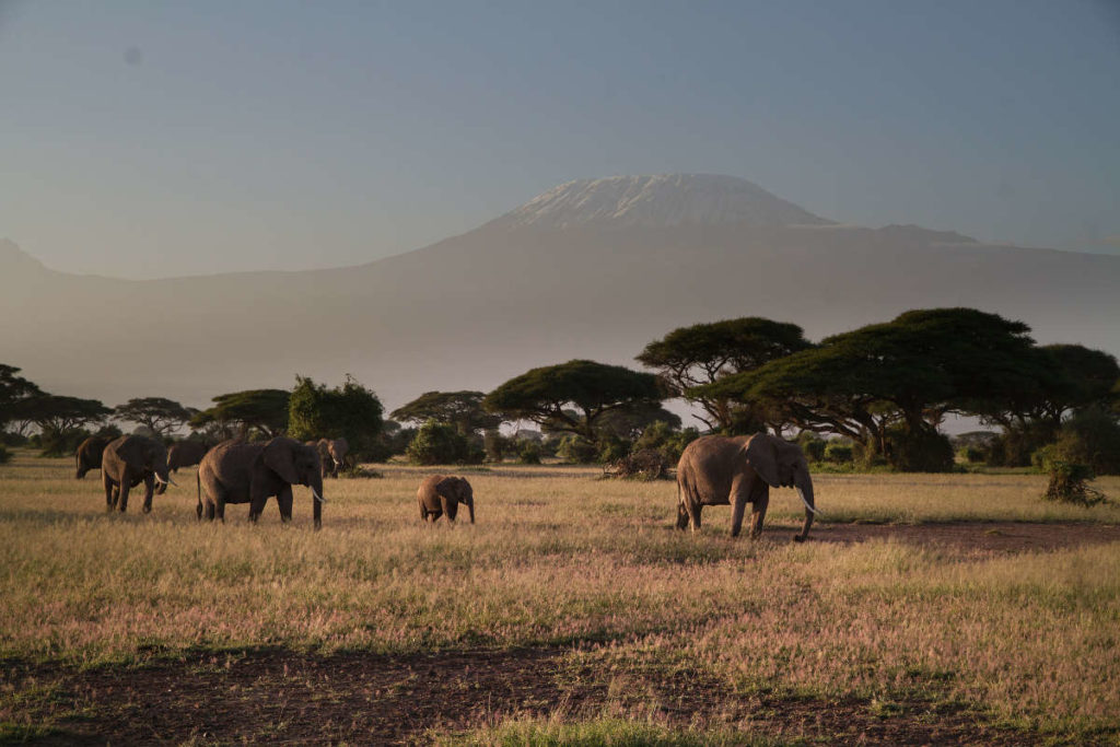 Descubre Amboseli, Naivasha y Masai Mara en 5 días