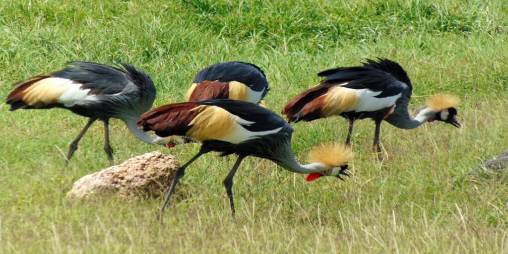 Safari Africa Animales Aves
