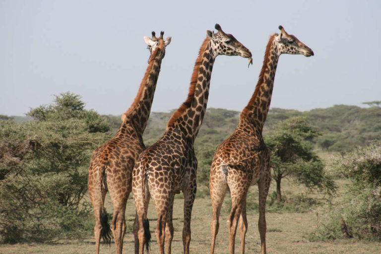 mejores safaris en kenia