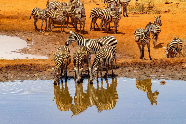 safari kenia por libre