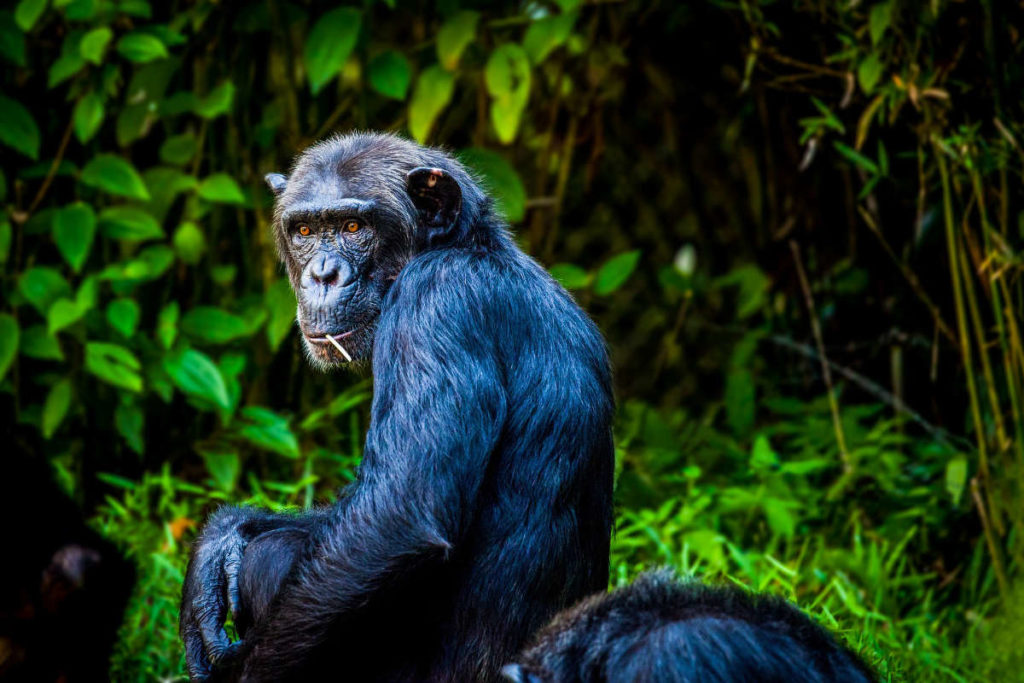 tracking-chimpaces-uganda