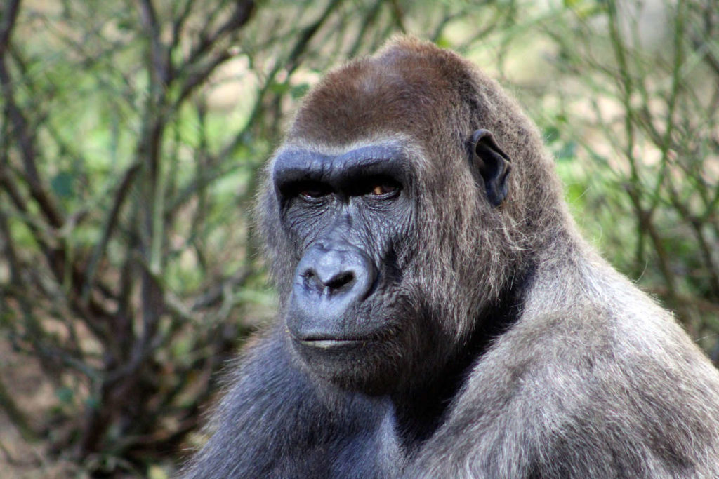 tracking-gorilas-uganda