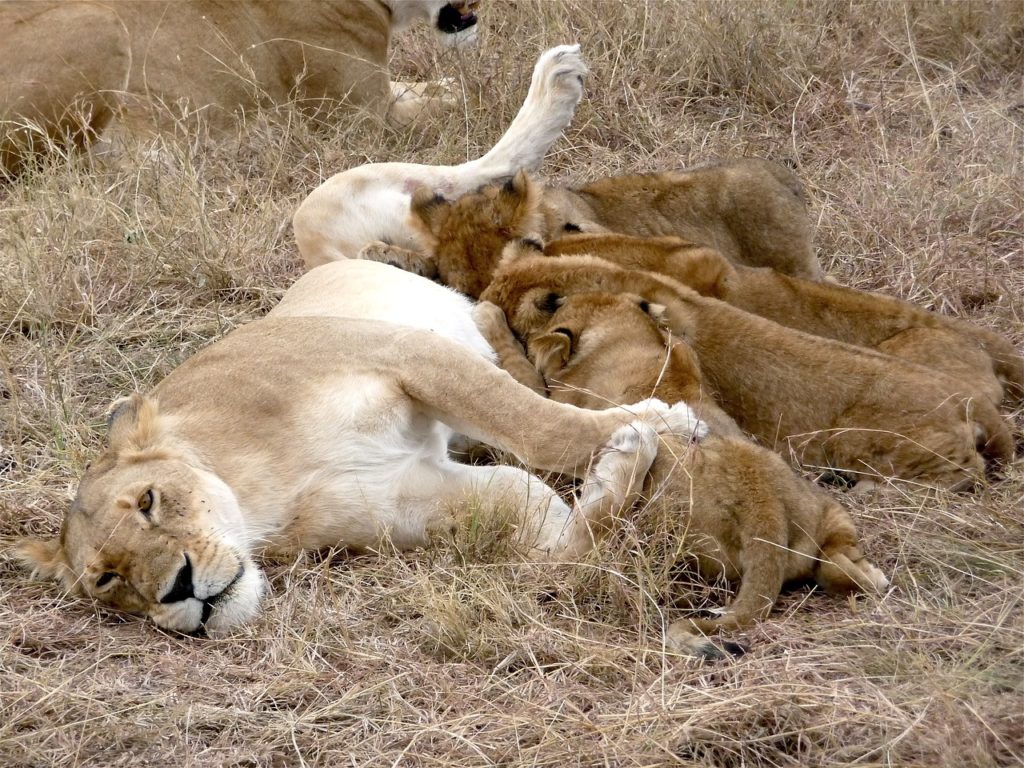 animales safari por kenia