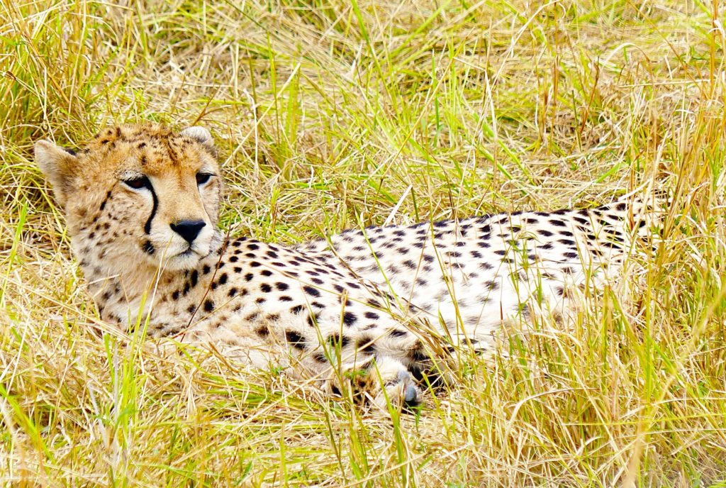 Safari por el Masai Mara en 3 días