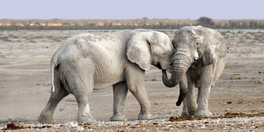 Safari Africa Elefante