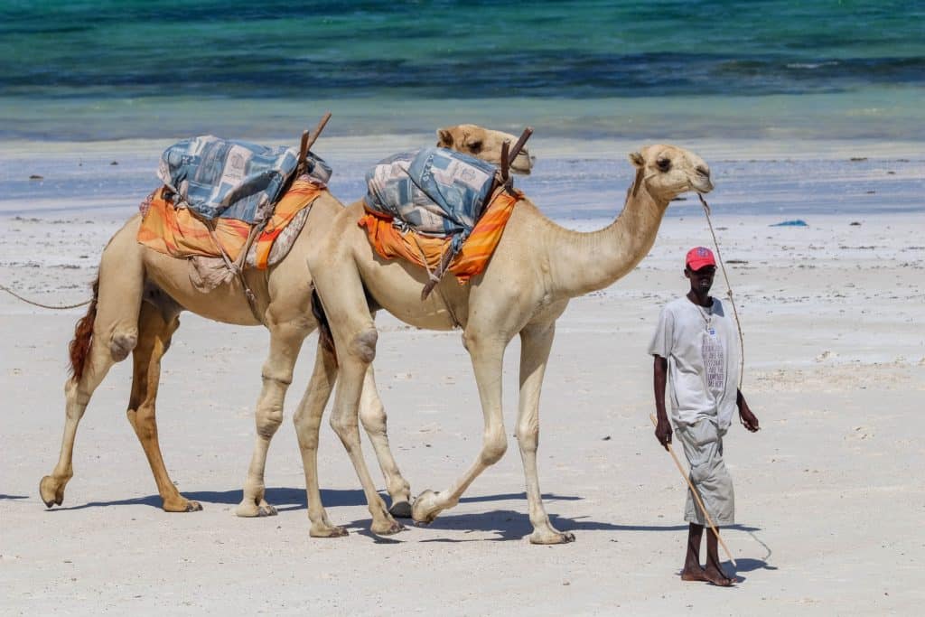 Viaje por Kenia y sus playas en un safari de 10 días