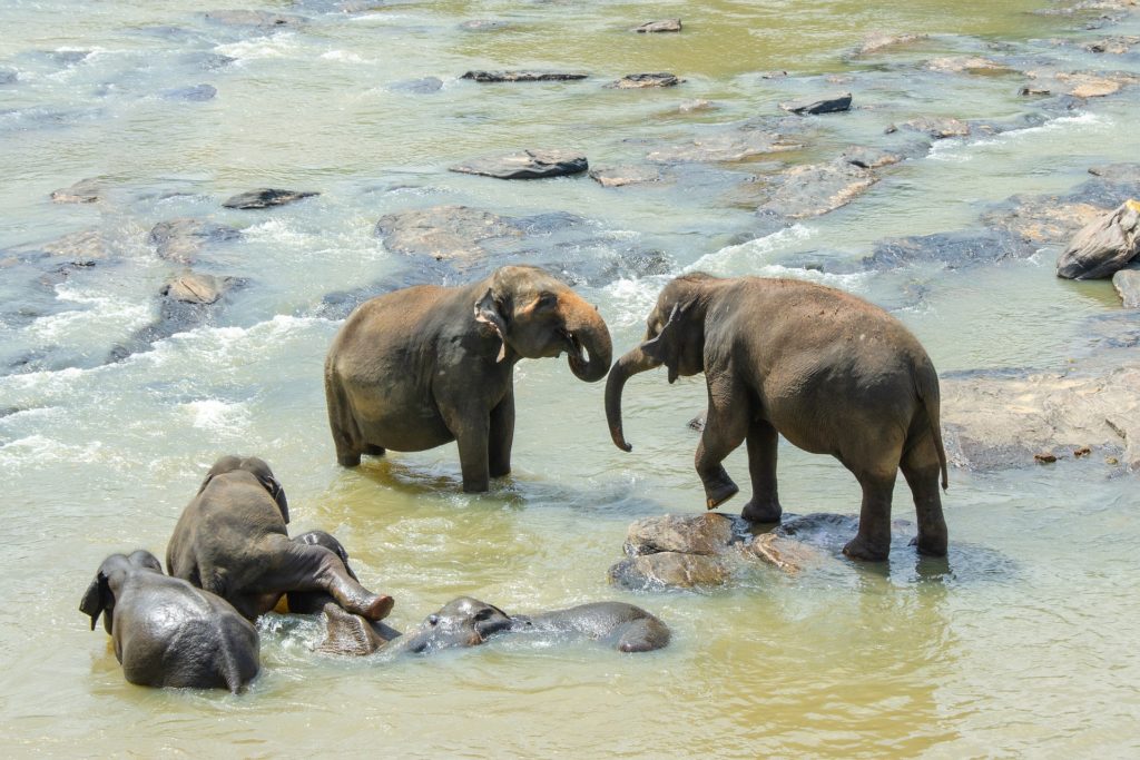 sri-lankan-elephant-4043775_1920