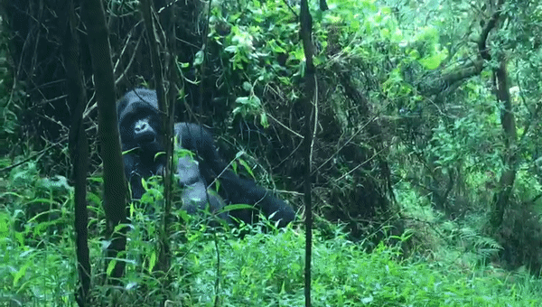 Gorila en la naturaleza