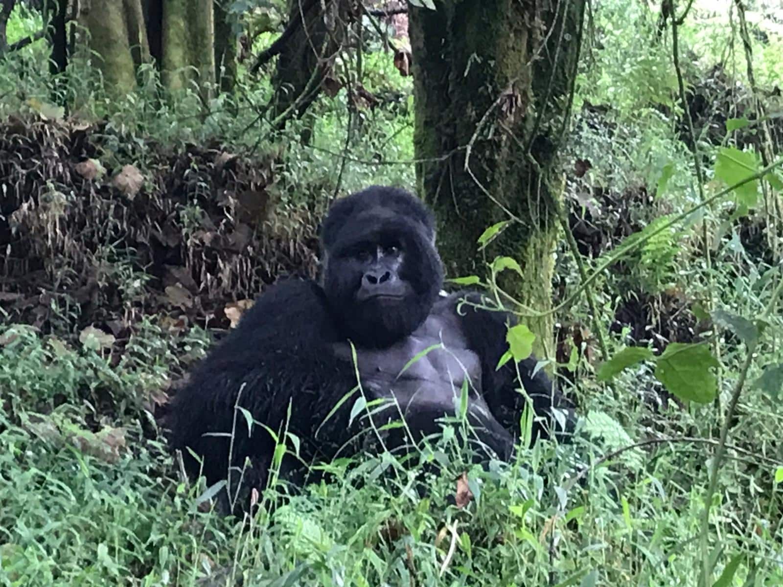 Gorila en Uganda