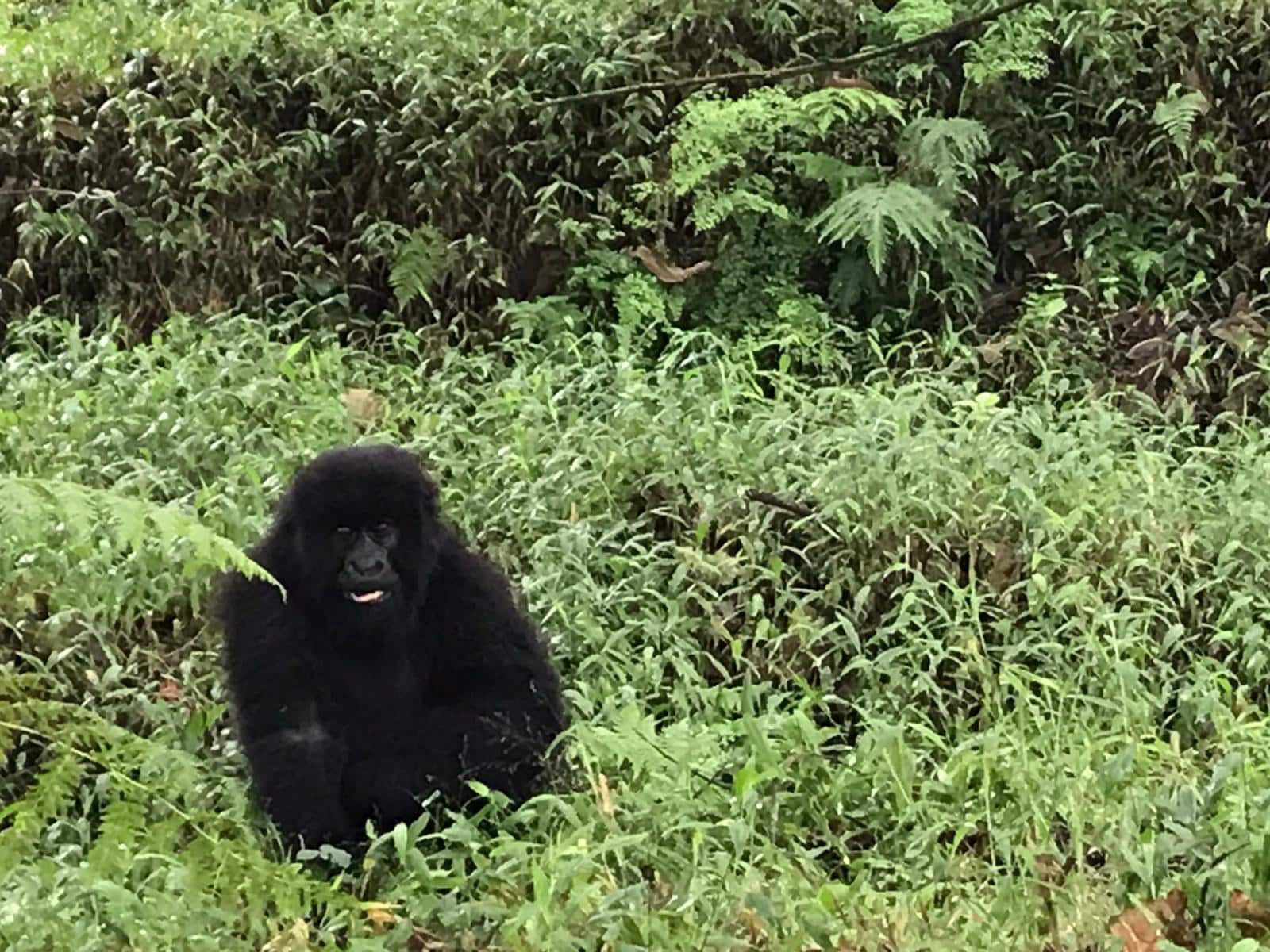 Cría de gorila en Uganda