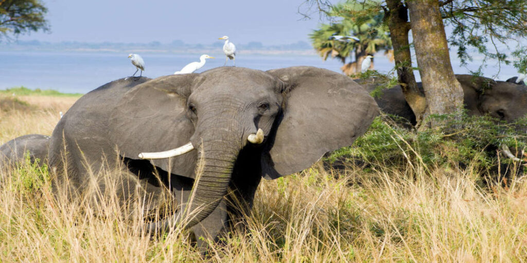Safari Africa Elefante