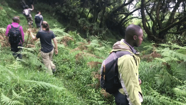 Sendero del tracking con gorilas