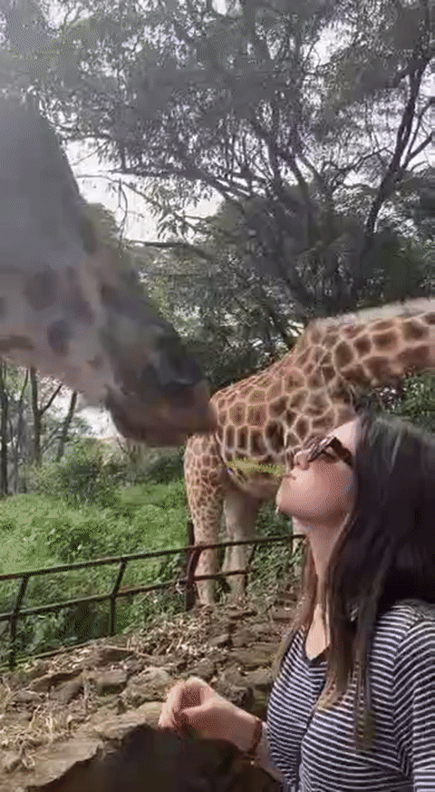 Visita al centro de Girafas en Nairobi