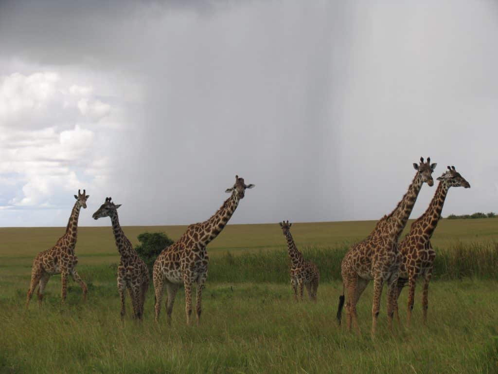 Safari por el Masai Mara y Zanzíbar en 8 días