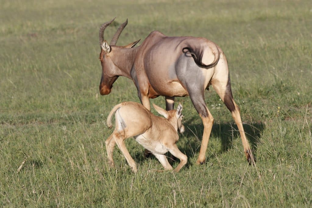 Gacela Masai Mara