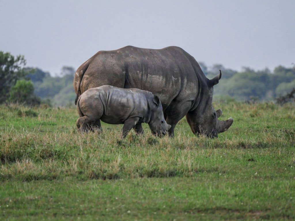 santuario de rinocerontes Ziwa