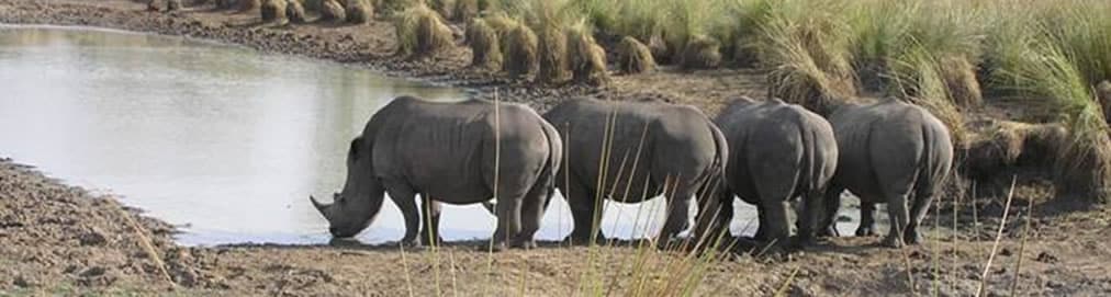 Santuario de rinocerontes en Uganda