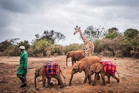 Orfanato de elefantes Kenia