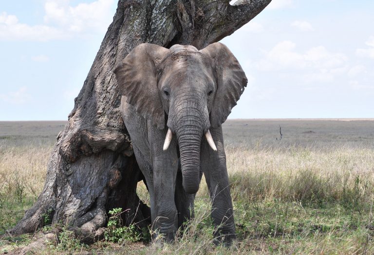 safari por tanzania serengueti