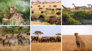 safari en serengueti