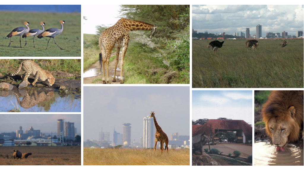 safari por kenia nairobi national park