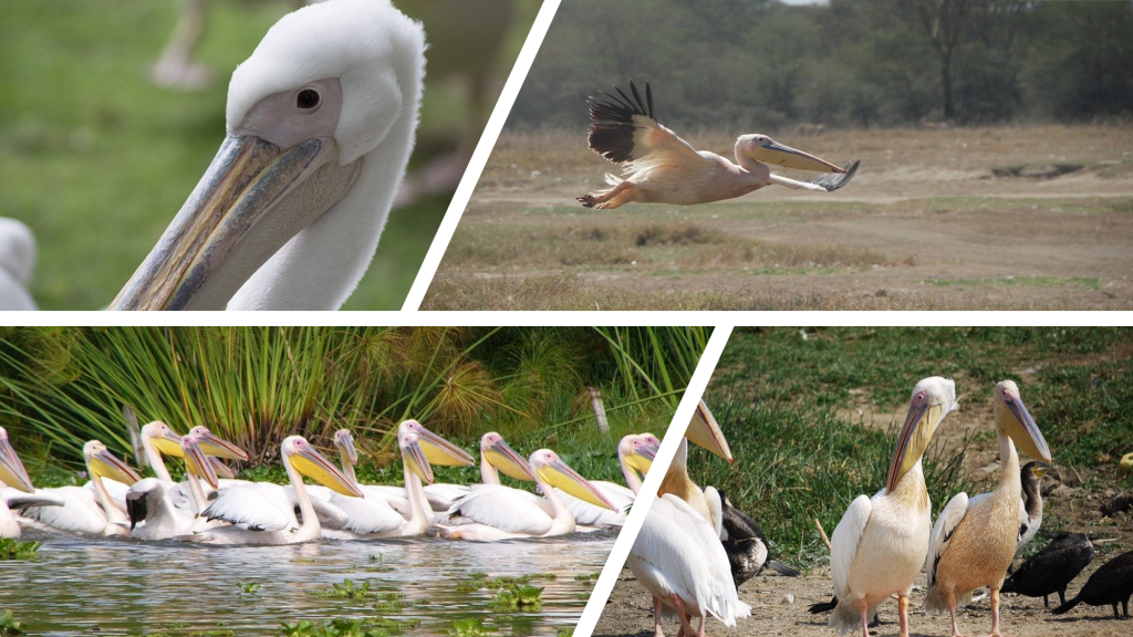 safari en uganda pelicano