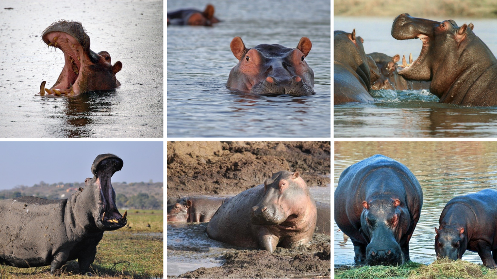 safari por tanzania hipopotamo