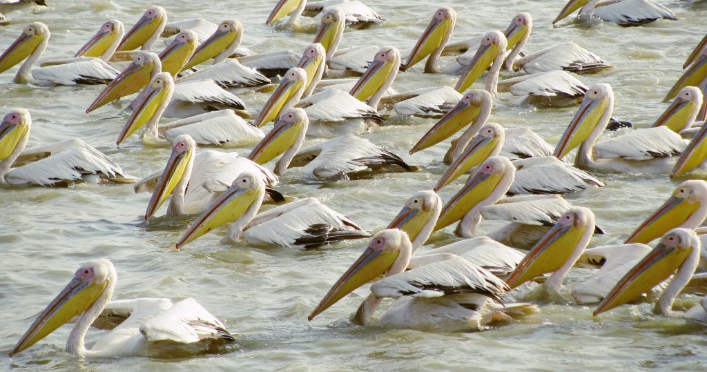 safaris en uganda pelicano