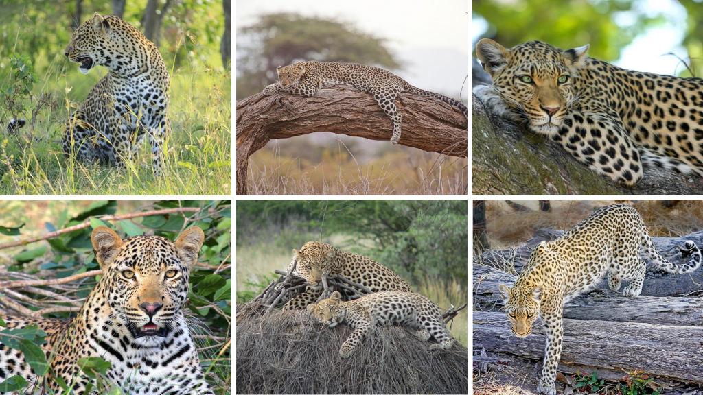 safari por tanzania leopardo