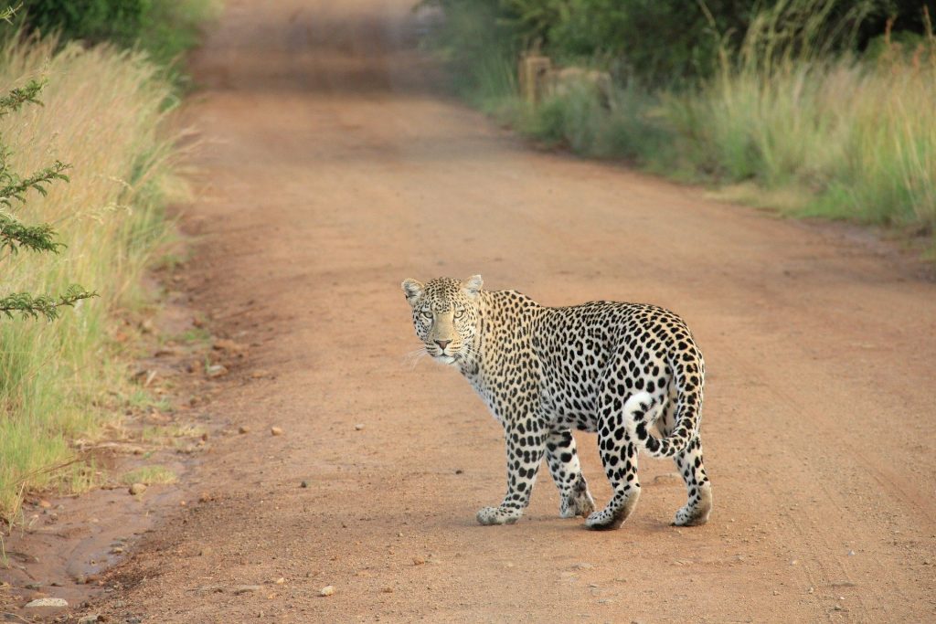 safari por tanzania leopardo
