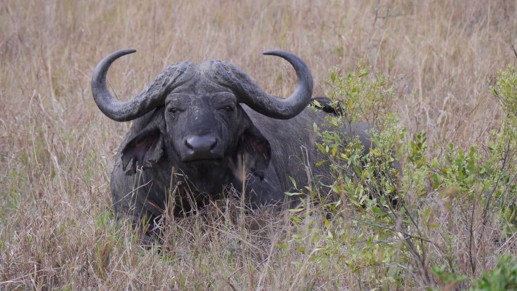 safaris en africa bufalo