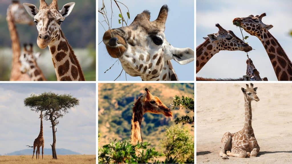 safaris por africa jirafa