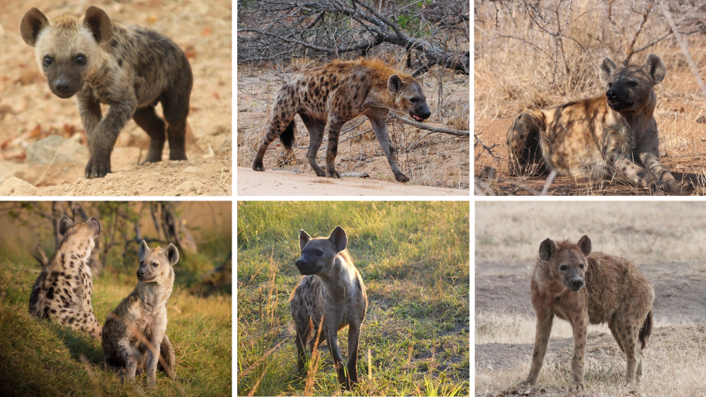 safari por Kenia hiena