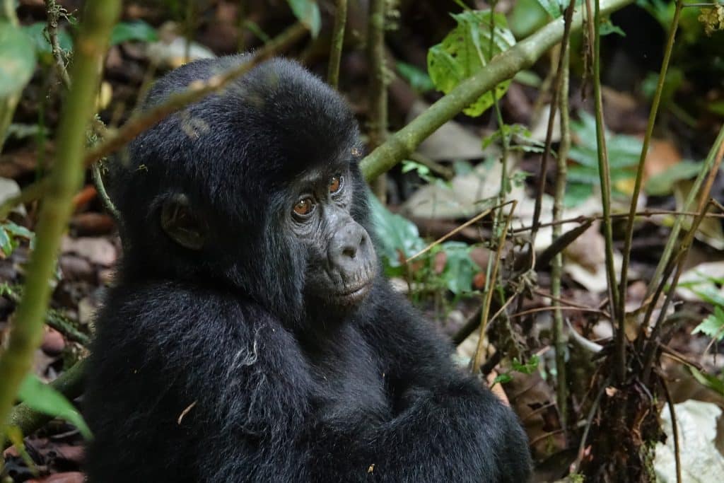 safari en uganda primates