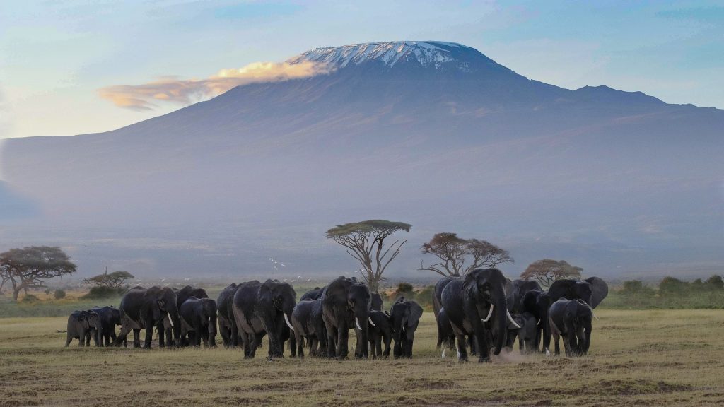 safaris en tanzania kilimanjaro