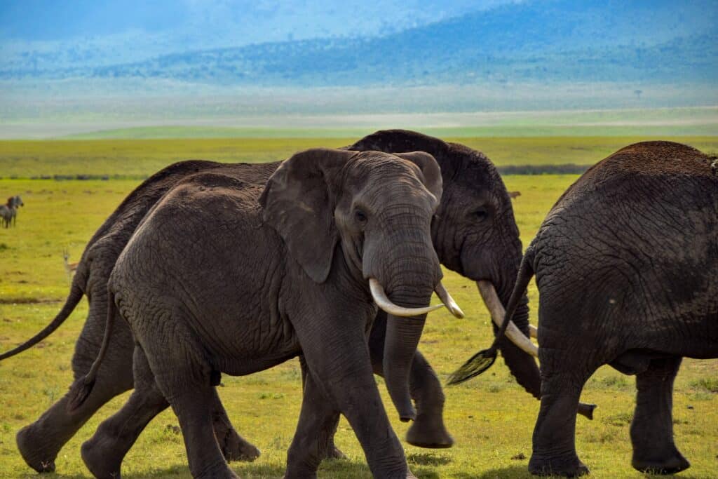 Safari en Tarangire, Ngorongoro y Zanzíbar en 13 días