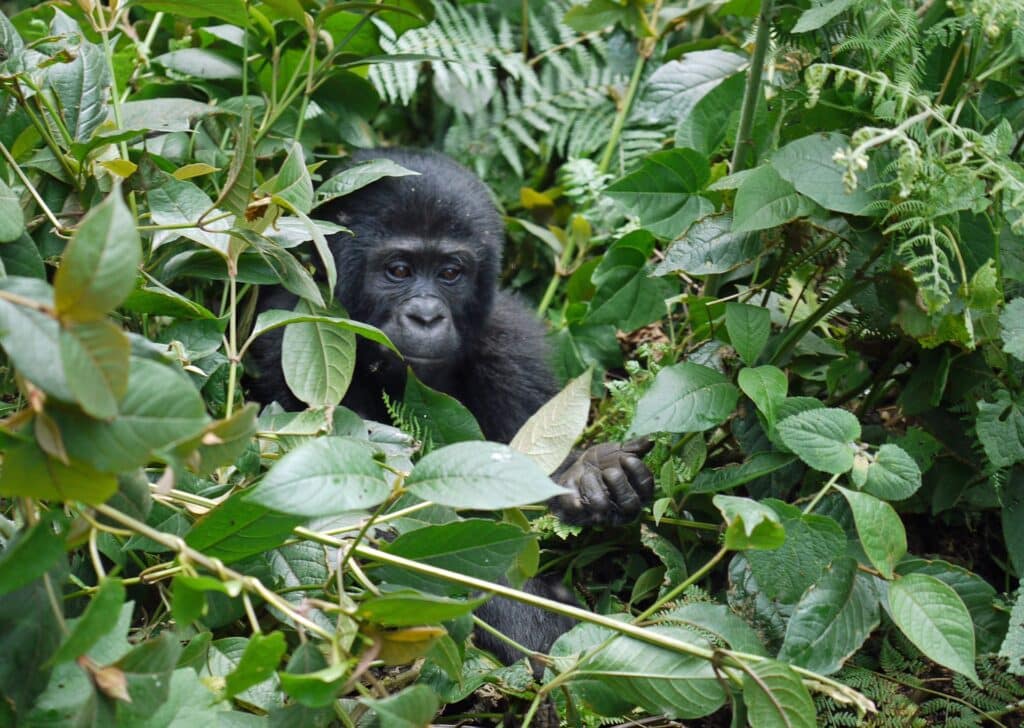 Safari con gorilas por Uganda en 11 días