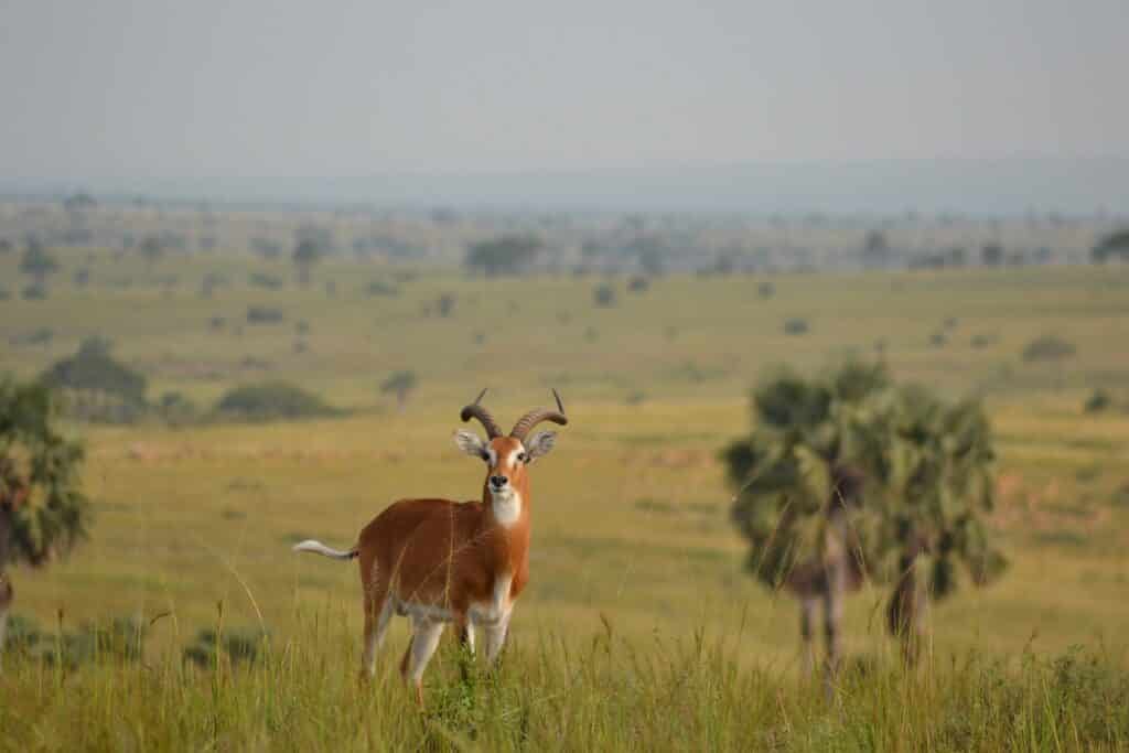 safari luna de miel uganda ocho dias
