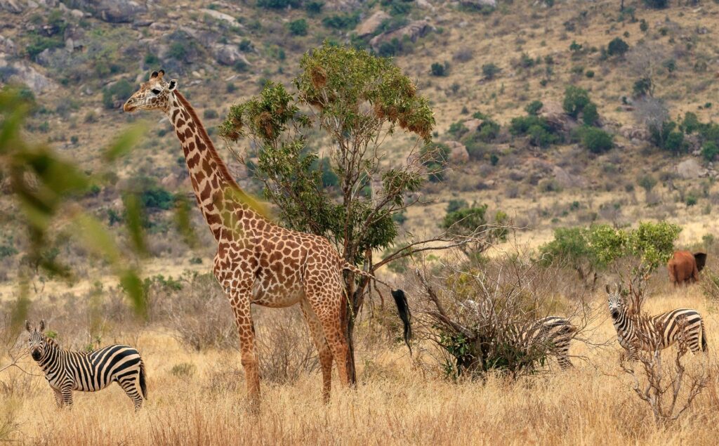 safari por kenia siete dias