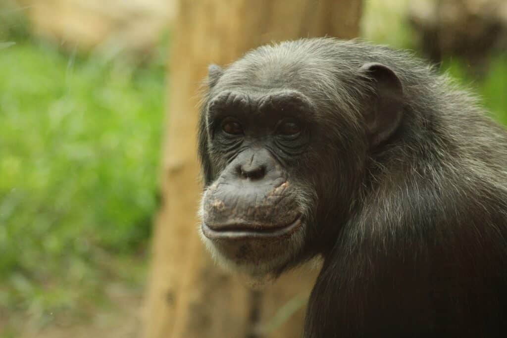 safari por uganda chimpance