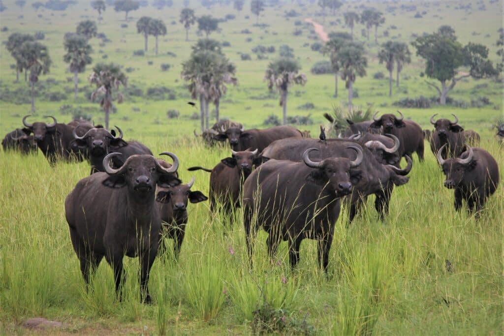 safari por uganda once dias
