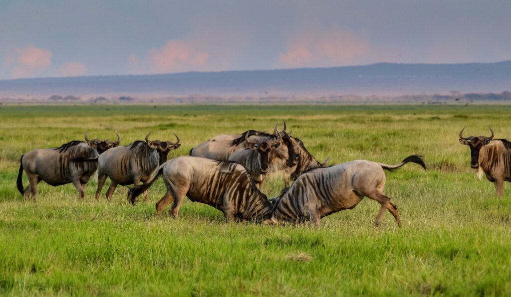 Safari por Lago Nakuru, Masai Mara, Naivasha y Ambosseli en 6 días