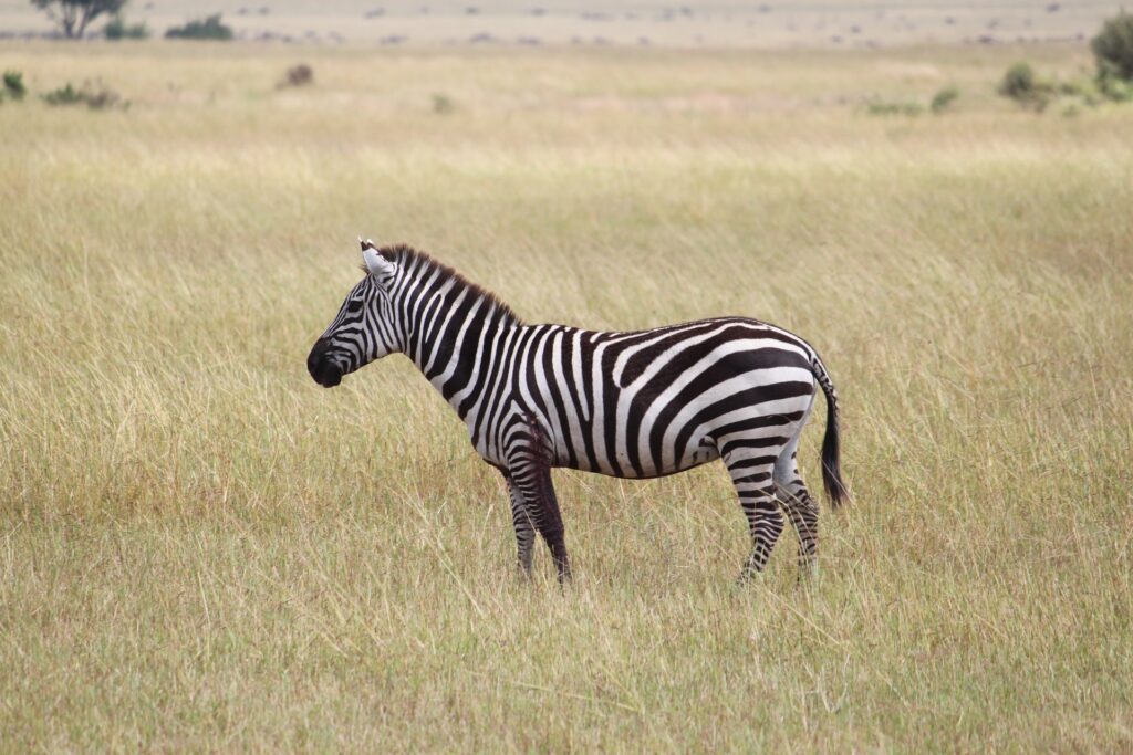 Safari por Tarangire, Serengueti, Ngorongoro en 4 días