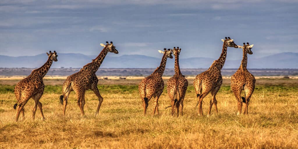 Safari Africa Jirafa