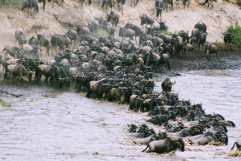safari por kenia ocho días