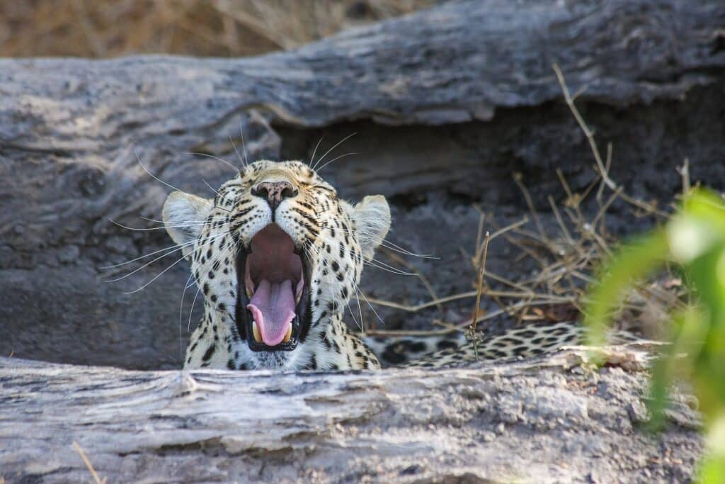 Safari en Kenia para descubrir su fauna en 11 días