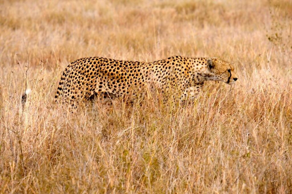 Safari de lujo por Tanzania en 11 días
