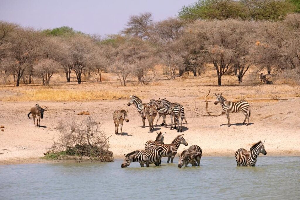 Safari de lujo por Tanzania en 10 días