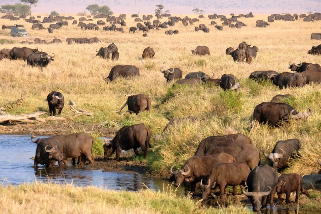 Safari de lujo por Tanzania en 8 días