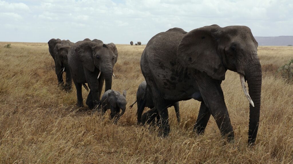 Safari en Tanzania completo en 7 días